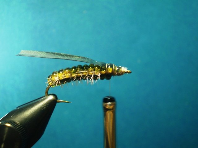  Нимфа Caddis Larvaе VW