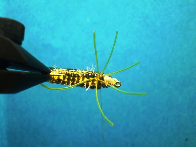  Нимфа Caddis Larvaе VW