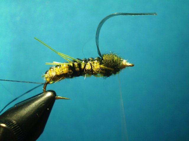  Нимфа Caddis Larvaе VW