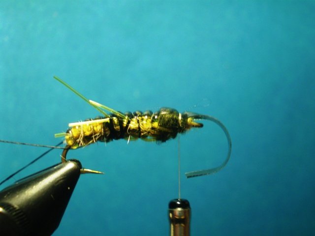  Нимфа Caddis Larvaе VW