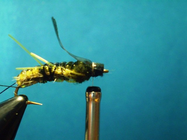  Нимфа Caddis Larvaе VW