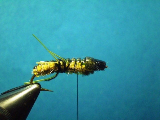  Нимфа Caddis Larvaе VW