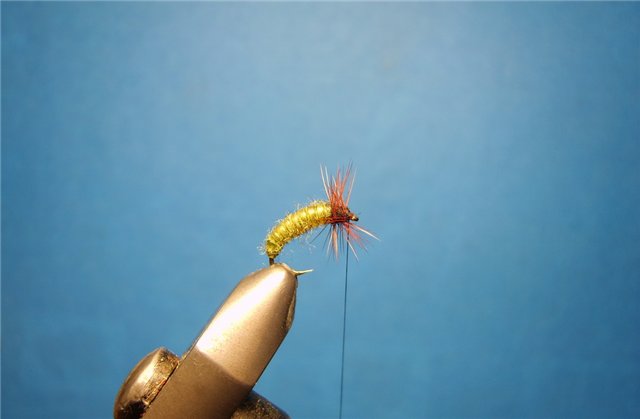 Нимфа Caddis Larvae Olive 777 