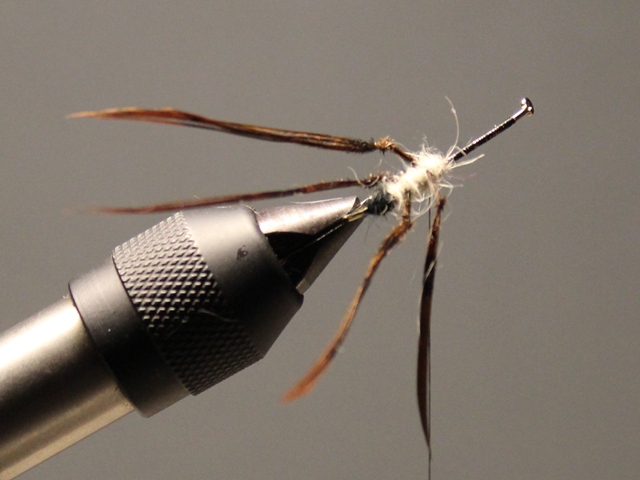 Cased Caddis 