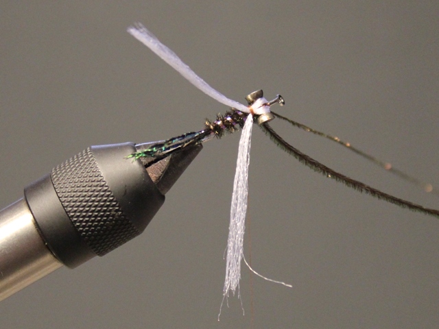 Dumbell Zug Bug