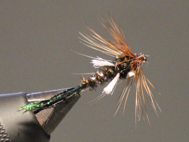 Dumbell Zug Bug