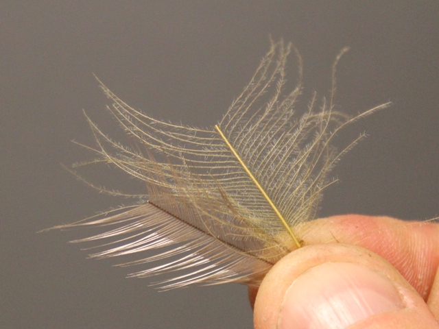 Emerger ala Roman Mozer