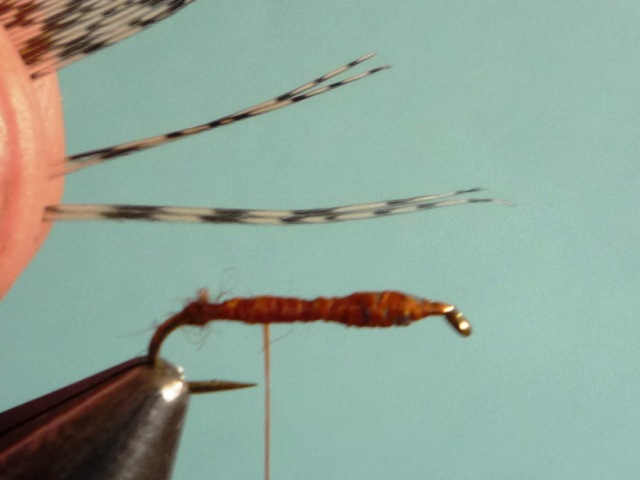 Ephemerella Nymph