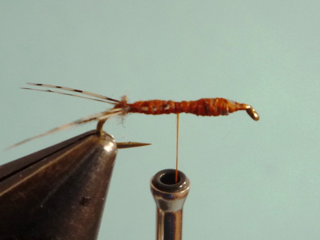 Ephemerella Nymph