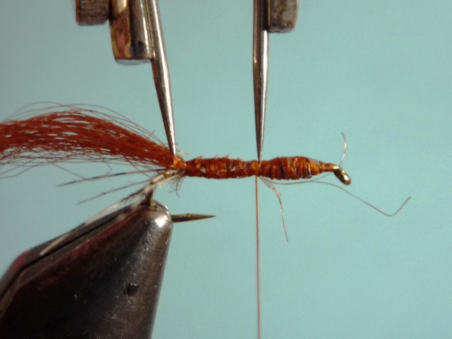 Ephemerella Nymph