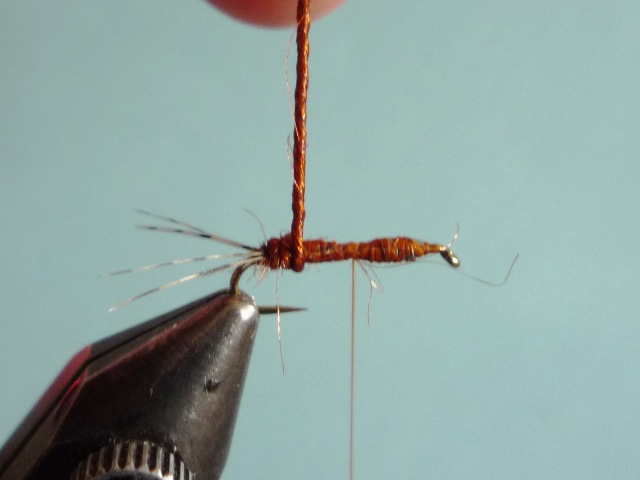 Ephemerella Nymph