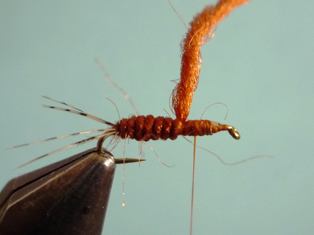 Ephemerella Nymph