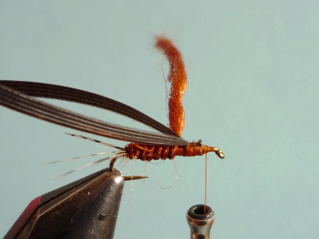 Ephemerella Nymph
