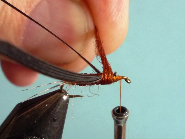 Ephemerella Nymph