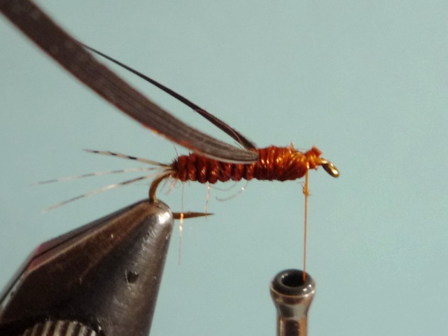 Ephemerella Nymph