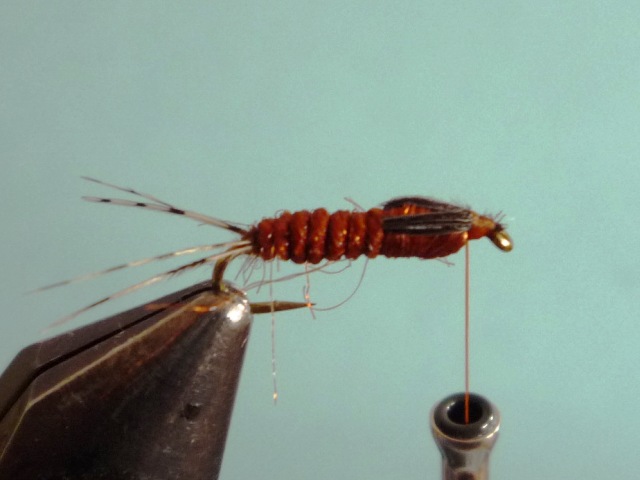 Ephemerella Nymph