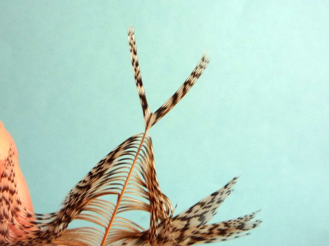 Ephemerella Nymph