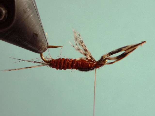 Ephemerella Nymph