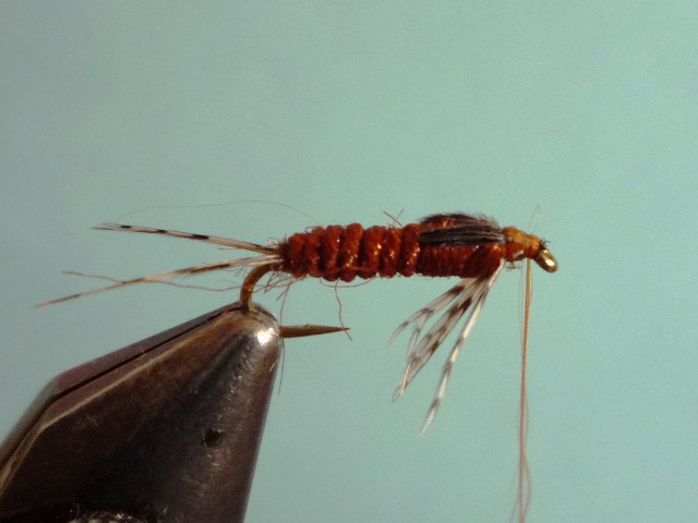 Ephemerella Nymph