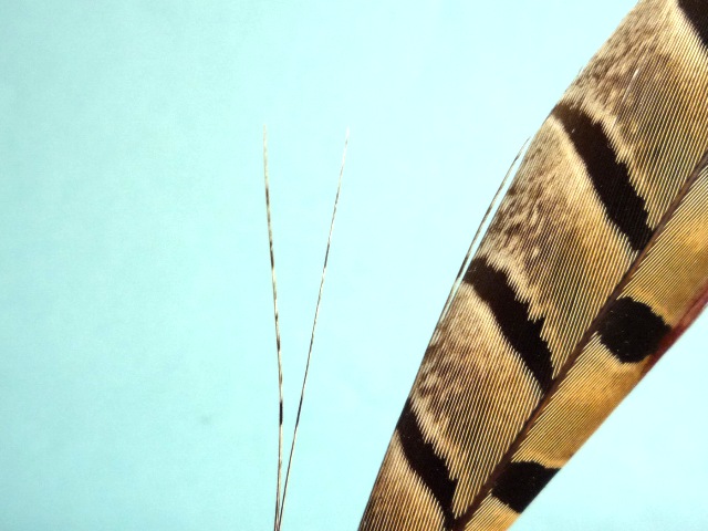 Ephemerella Nymph
