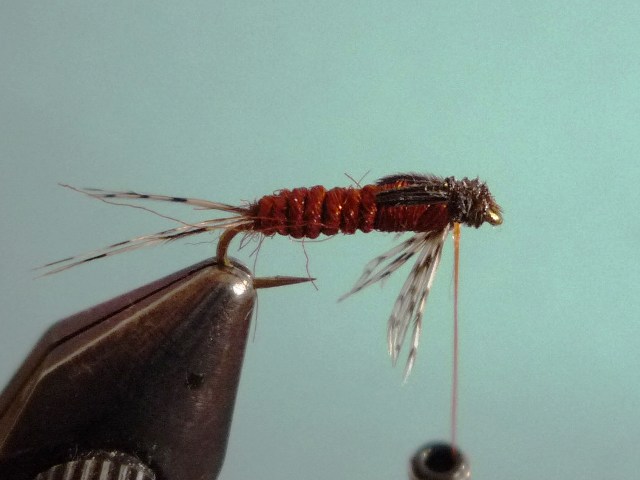 Ephemerella Nymph