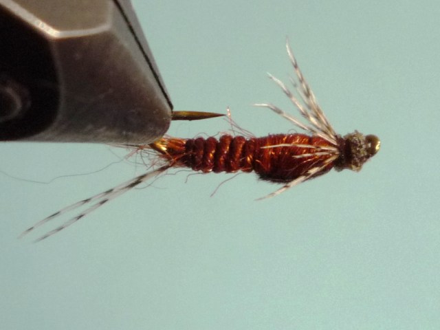 Ephemerella Nymph