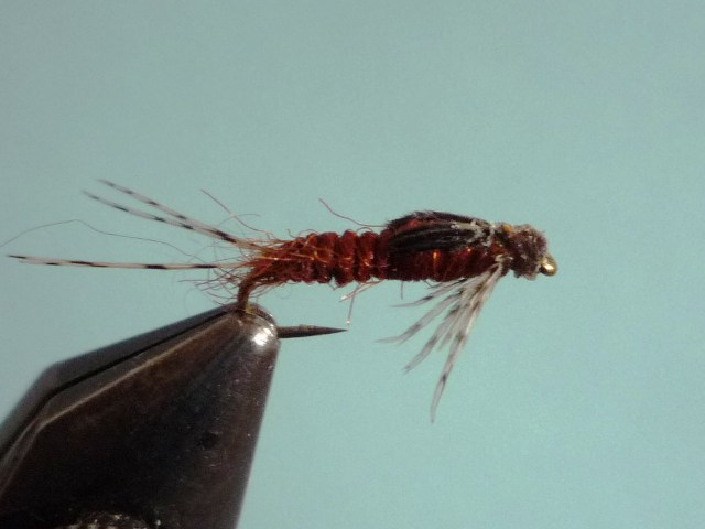 Ephemerella Nymph