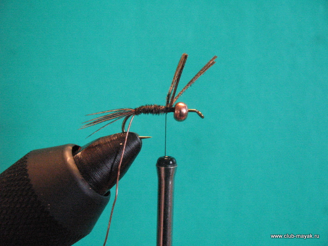 Нимфа Gold Thorax PTN