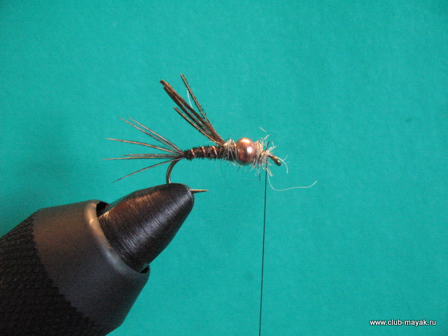 Нимфа Gold Thorax PTN