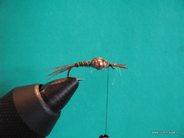 Нимфа Gold Thorax PTN