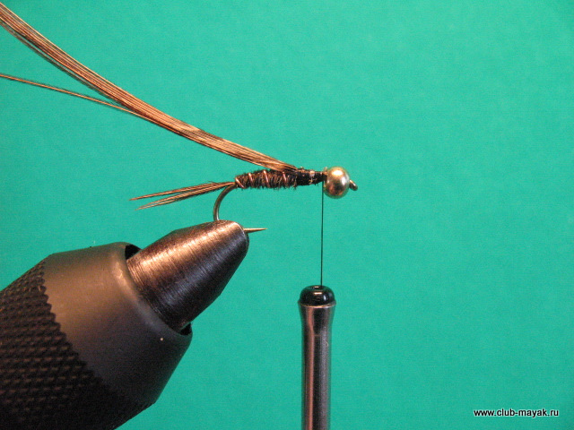 Нимфа Gold Thorax PTN