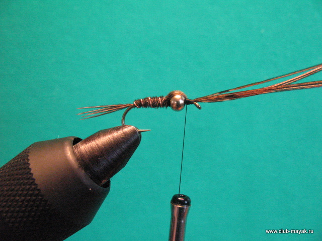 Нимфа Gold Thorax PTN