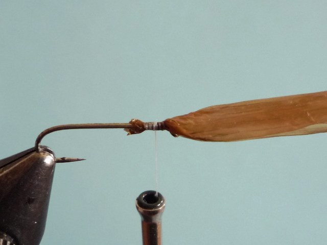 Heptagenid Nymph