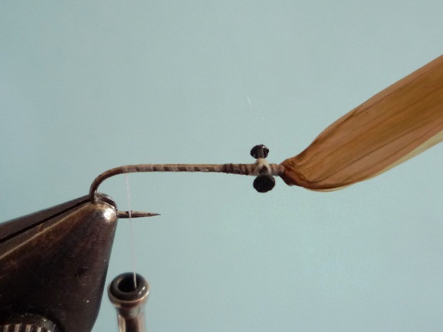 Heptagenid Nymph