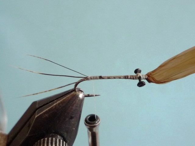 Heptagenid Nymph