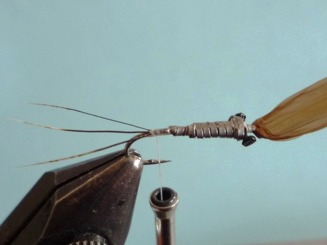 Heptagenid Nymph