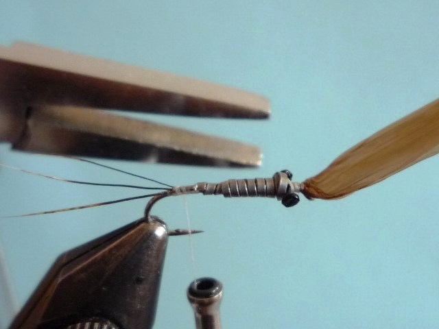 Heptagenid Nymph
