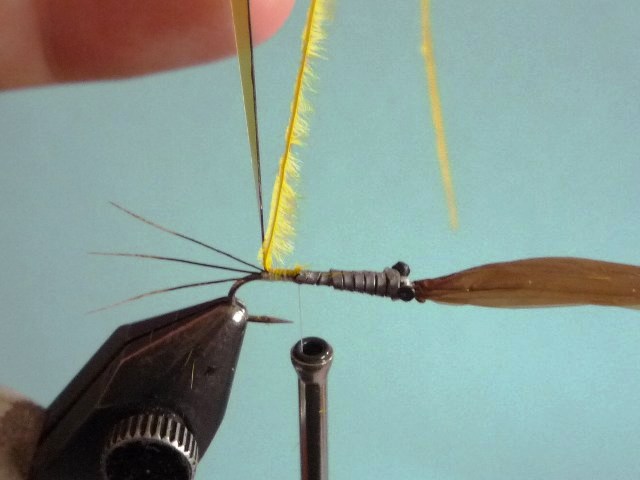 Heptagenid Nymph