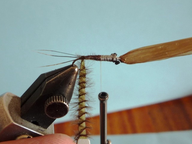 Heptagenid Nymph
