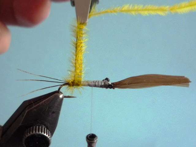 Heptagenid Nymph