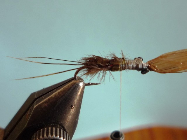 Heptagenid Nymph