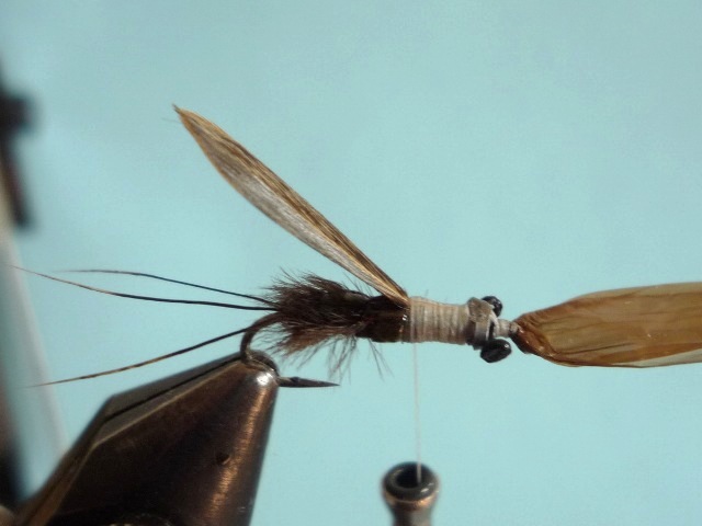 Heptagenid Nymph