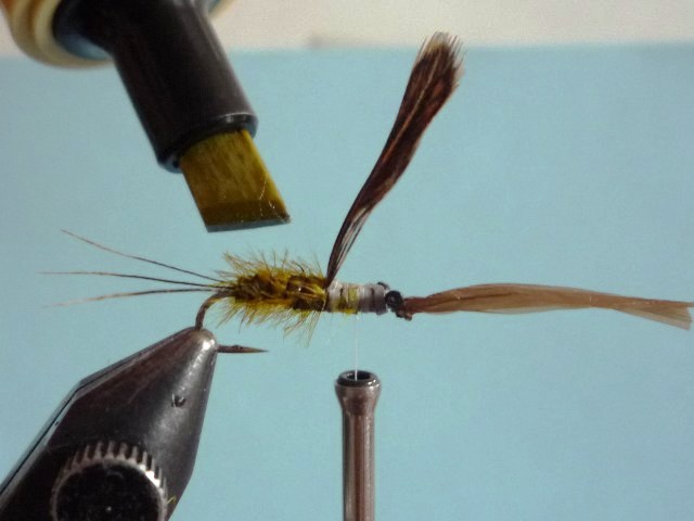 Heptagenid Nymph
