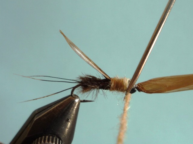 Heptagenid Nymph