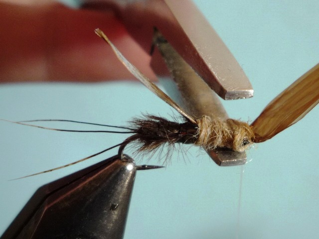 Heptagenid Nymph