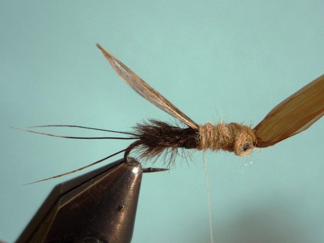 Heptagenid Nymph