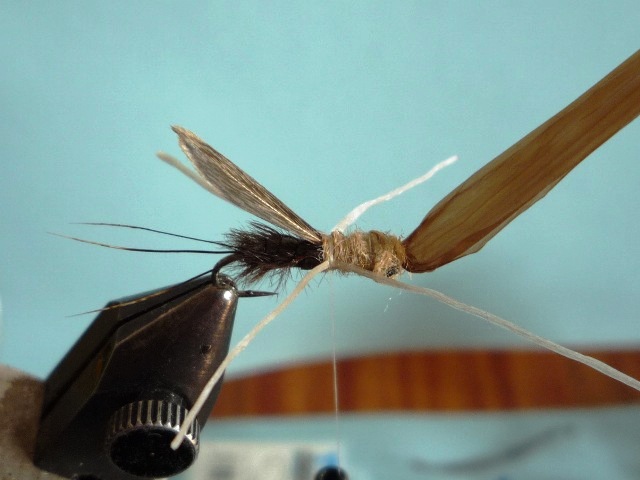 Heptagenid Nymph