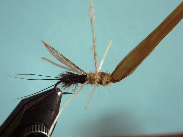 Heptagenid Nymph