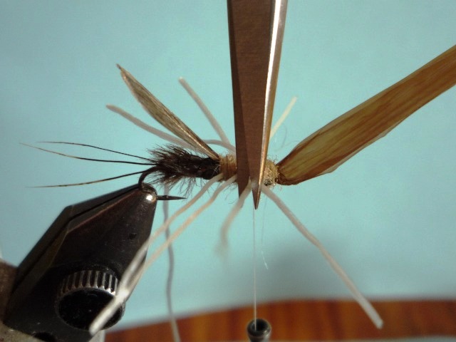 Heptagenid Nymph