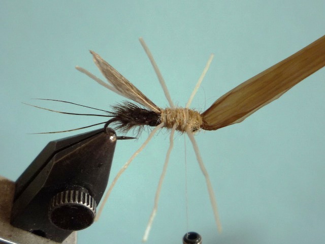 Heptagenid Nymph